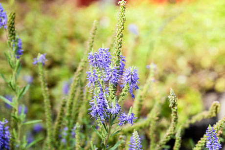 Veronica spicata 'Blauteppich' mit Blüte; Einsatz: ;;ab 3,20 Euro