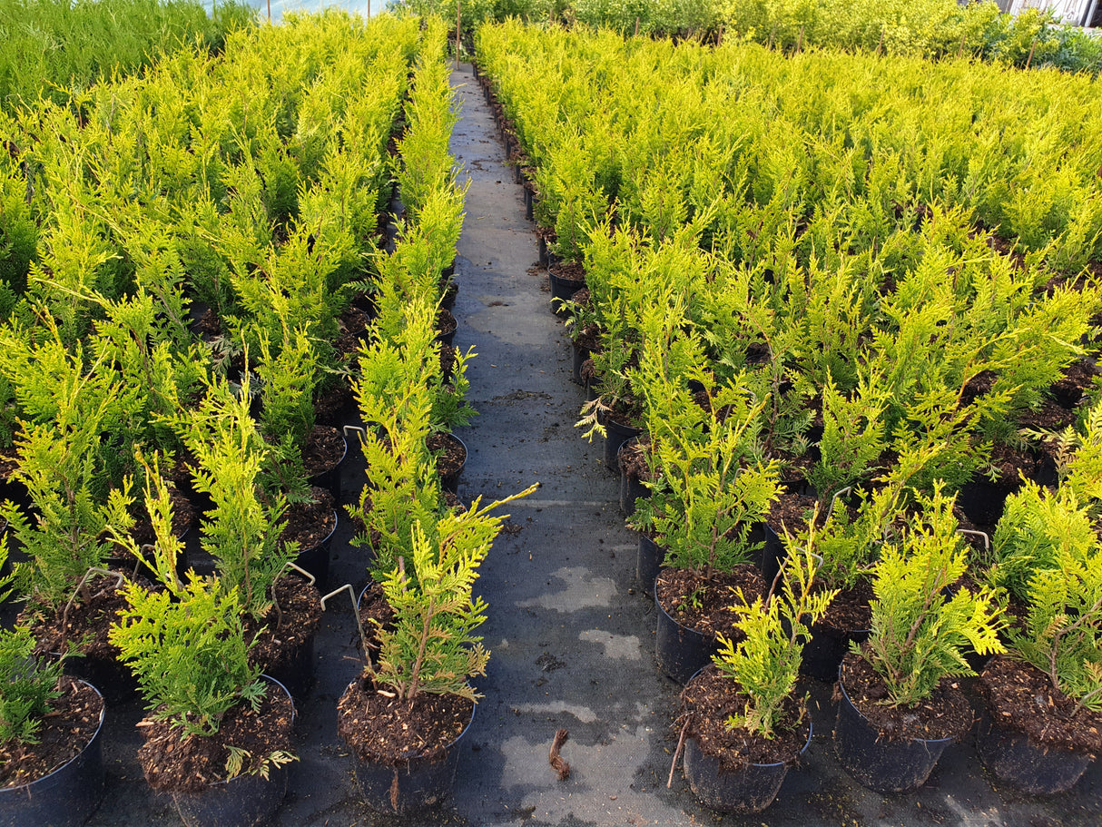 Western Red Cedar 'Aurescens' als Pflanze im Beet, erhältlich als: Solitär, Heckenstrauch; Einsatz: Heckenpflanzeanspruchslos ...;;günstig mit Qualität