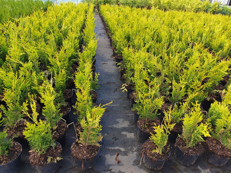 Western Red Cedar 'Aurescens' als Pflanze im Beet, erhältlich als: Solitär, Heckenstrauch; Einsatz: Heckenpflanzeanspruchslos ...;;günstig mit Qualität