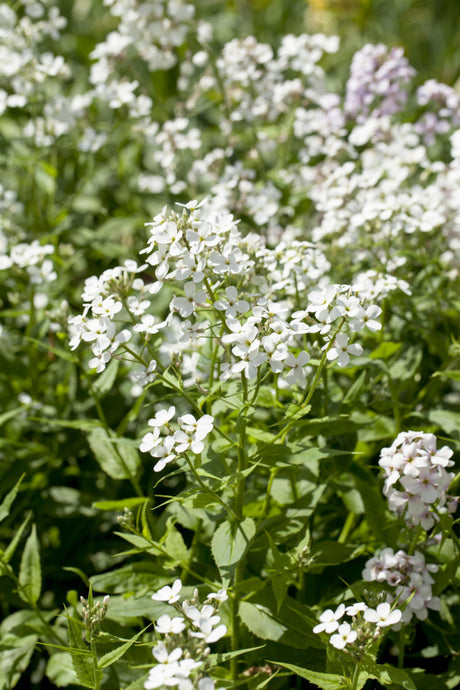 Hesperis matronalis 'Alba' mit Blüte; Einsatz: , ;;ab 3,64 Euro