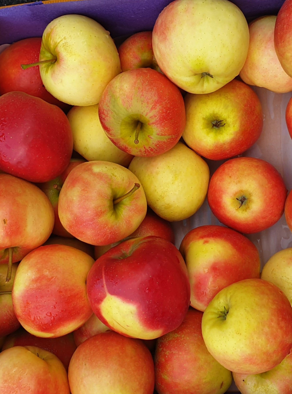 Malus domestica 'Elstar' mit Früchten; Einsatz: Streuobstwiesesüß-säuerlich;;mit zeitnaher Lieferung