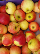 Malus domestica 'Elstar' mit Früchten; Einsatz: Streuobstwiesesüß-säuerlich;;mit zeitnaher Lieferung