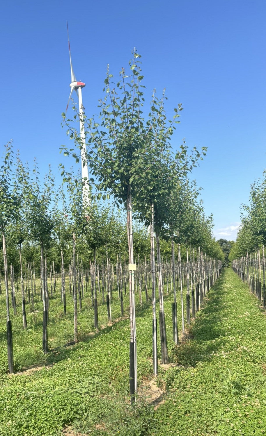 Prunus dom. 'Presenta' , erhältlich von 150-200 bis 450-650 cm;;ab 43,60 Euro