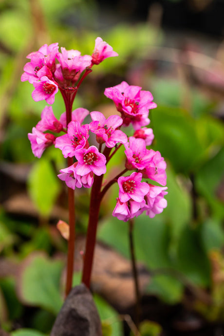 Bergenia cordifolia 'Rosi Klose' mit Blüte; Einsatz: ;;ab 6,40 Euro