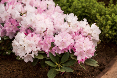 Rhododendron yak. 'Silberwolke' mit Blüte, erhältlich von 25-30 bis 80-90 cm; Einsatz: ;;ab 36,50 Euro