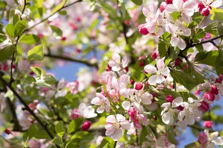 Malus floribunda mit Blüte, erhältlich von 60-100 bis 450-650 cm; Einsatz: ;;ab 16,60 Euro