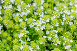 Thymus praecox 'Albiflorus'; aromatisch;;ab 0,00 Euro