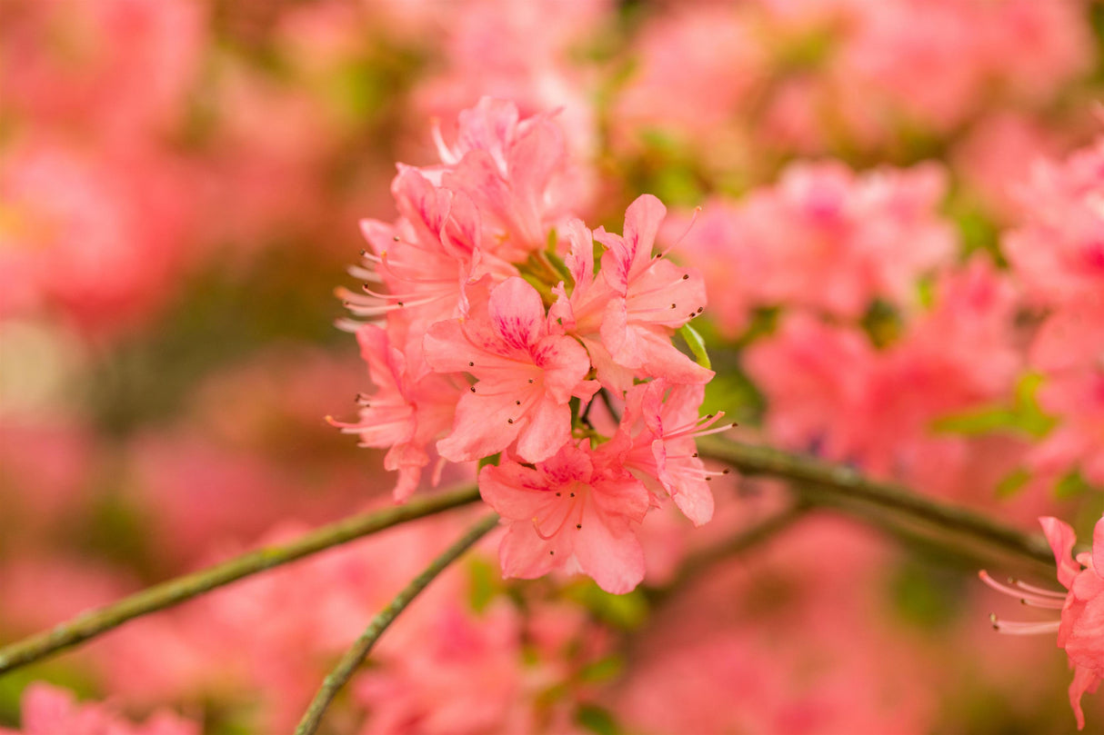Rhododendron obt. 'Diamant Lachs' mit Blüte, erhältlich von 20-25 bis 25-30 cm; Einsatz: ;;ab 15,90 Euro