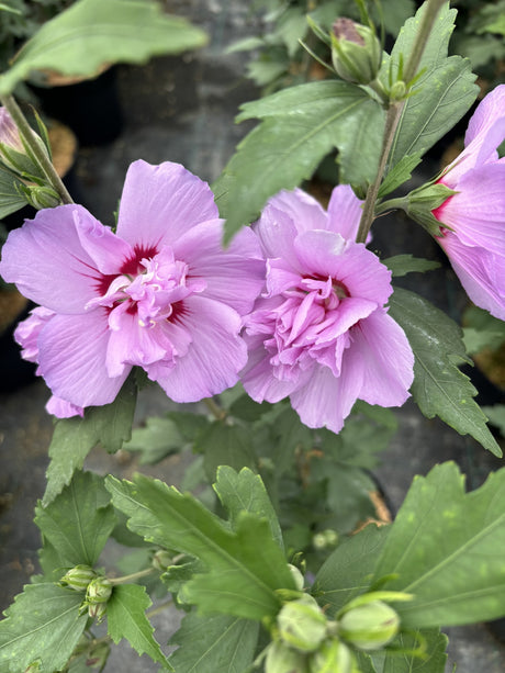 Hibiscus syriacus 'Ardens' mit Blüte, erhältlich von 40-60 bis 150-175 cm; Einsatz: ;;ab 24,60 Euro