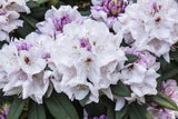Rhododendron Hybr. 'Belkanto'; hier mit Blüte; winterhart; Einsatzmöglichkeit z.B. : Beetbepflanzung; verfügbar in 2 Größen und Varianten;;ab 67,10 Euro