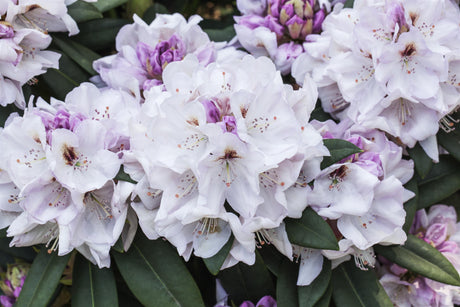 Rhododendron Hybr. 'Belkanto' mit Blüte, erhältlich von 40-50 bis 60-70 cm; Einsatz: ;;ab 48,40 Euro
