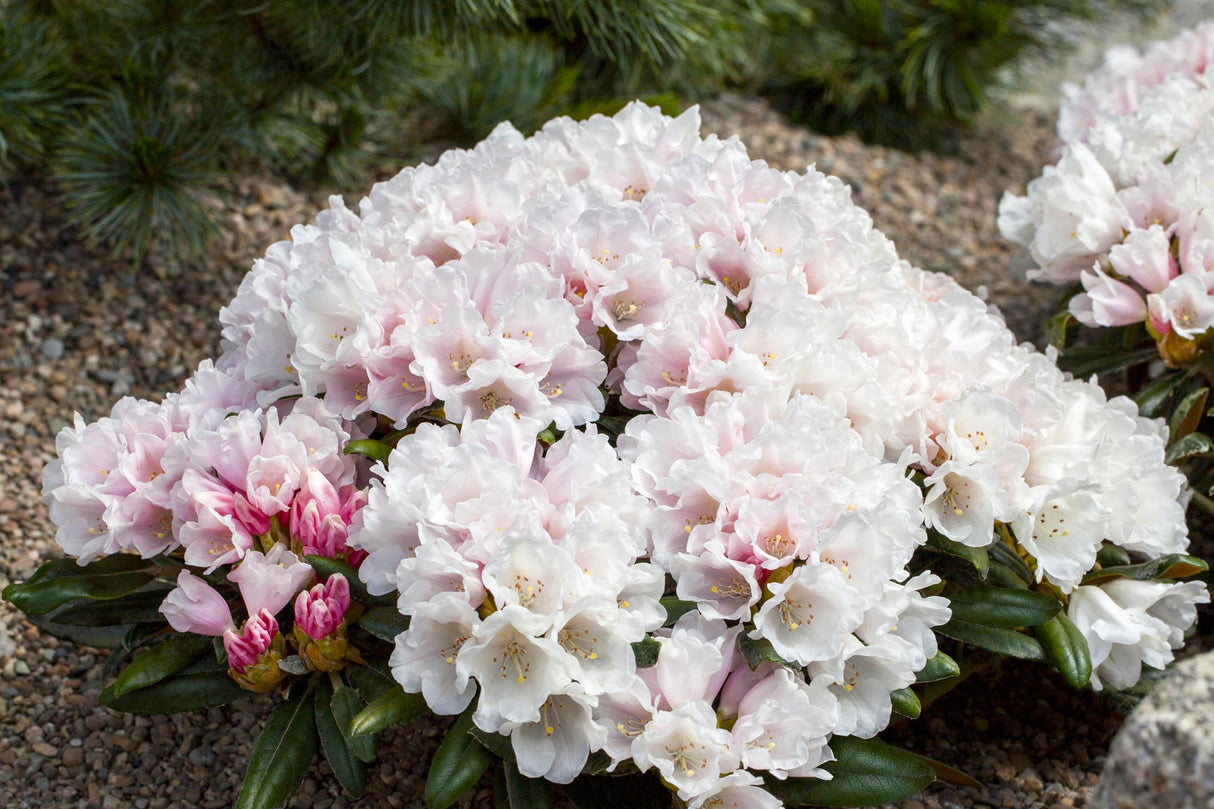 Rhododendron yak. 'Edelweiß' , erhältlich von 30-40 bis 40-50 cm;;ab 47,20 Euro