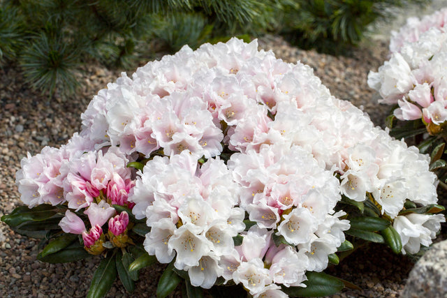 Rhododendron yak. 'Edelweiß' , erhältlich von 30-40 bis 40-50 cm;;ab 47,20 Euro