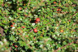 Cotoneaster divaricatus; mit Früchten/Fruchtbehang; robust; Einsatzmöglichkeit z.B. : Bienenweide; verfügbar in 12 Größen und Varianten;;ab 14,90 Euro