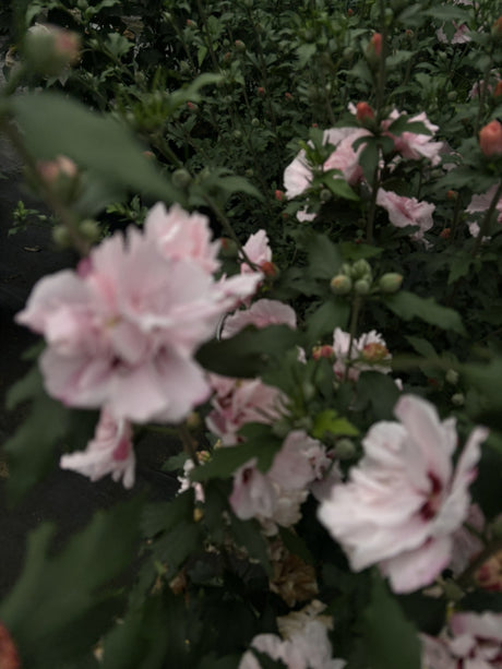Hibiscus syriacus 'Lady Stanley' mit Blüte, erhältlich von 40-60 bis 80- cm; Einsatz: ;;ab 24,60 Euro