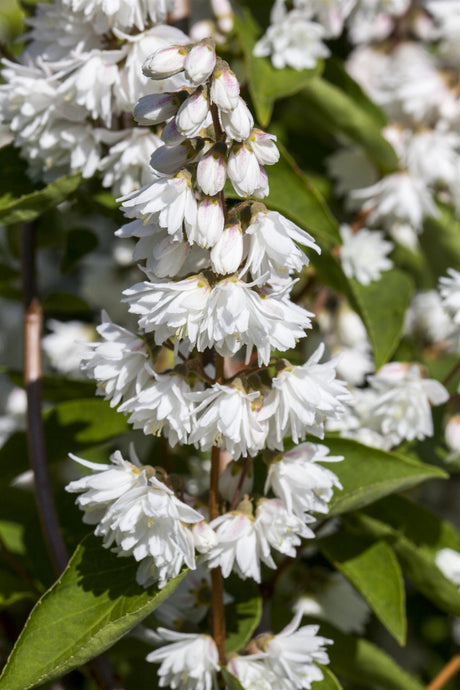 Deutzia magnifica , erhältlich von 40-60 bis 200-250 cm;;ab 5,75 Euro