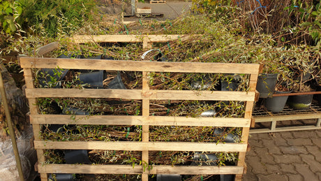 Buddleja alternifolia; vorbereitet für Versand; duftende Blüten; Einsatzmöglichkeit z.B. : Bienenweide;;ab 19,00 Euro