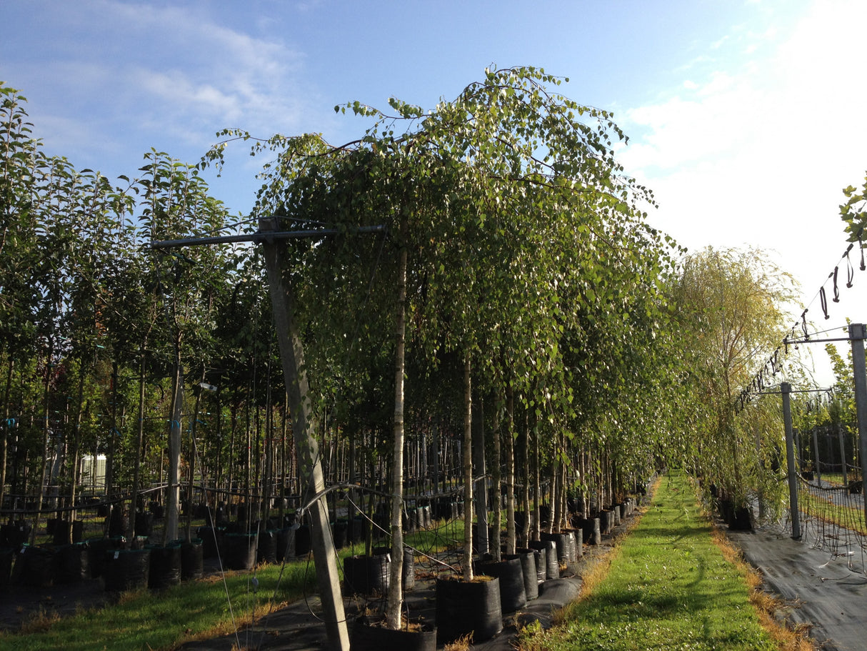 Betula pendula 'Youngii' , erhältlich von 270-330 bis 450-650 cm;;ab 347,00 Euro