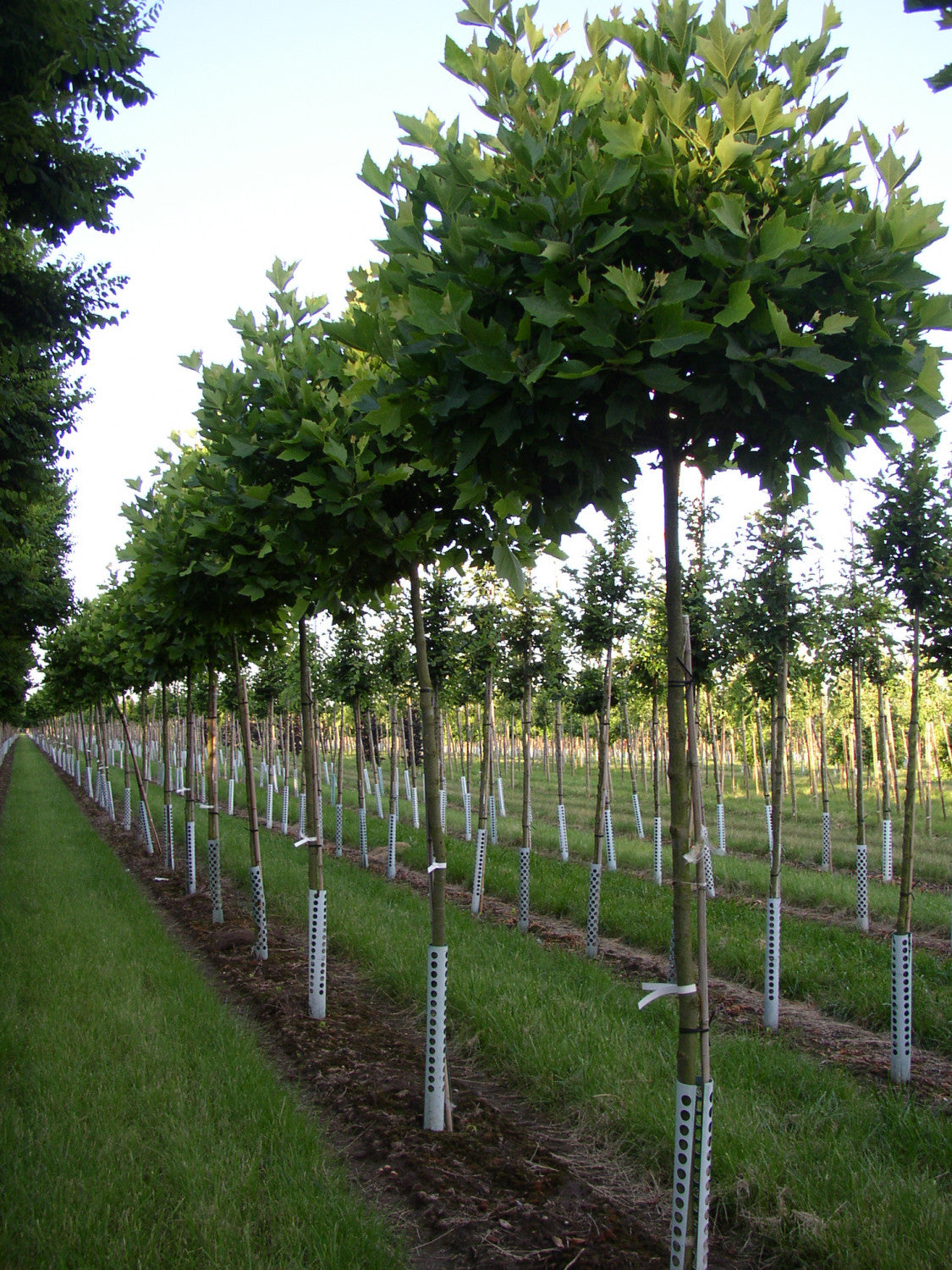 Platanus hispanica 'Alphens Globe' , erhältlich von 270-330 bis 450-650 cm;;ab 387,00 Euro
