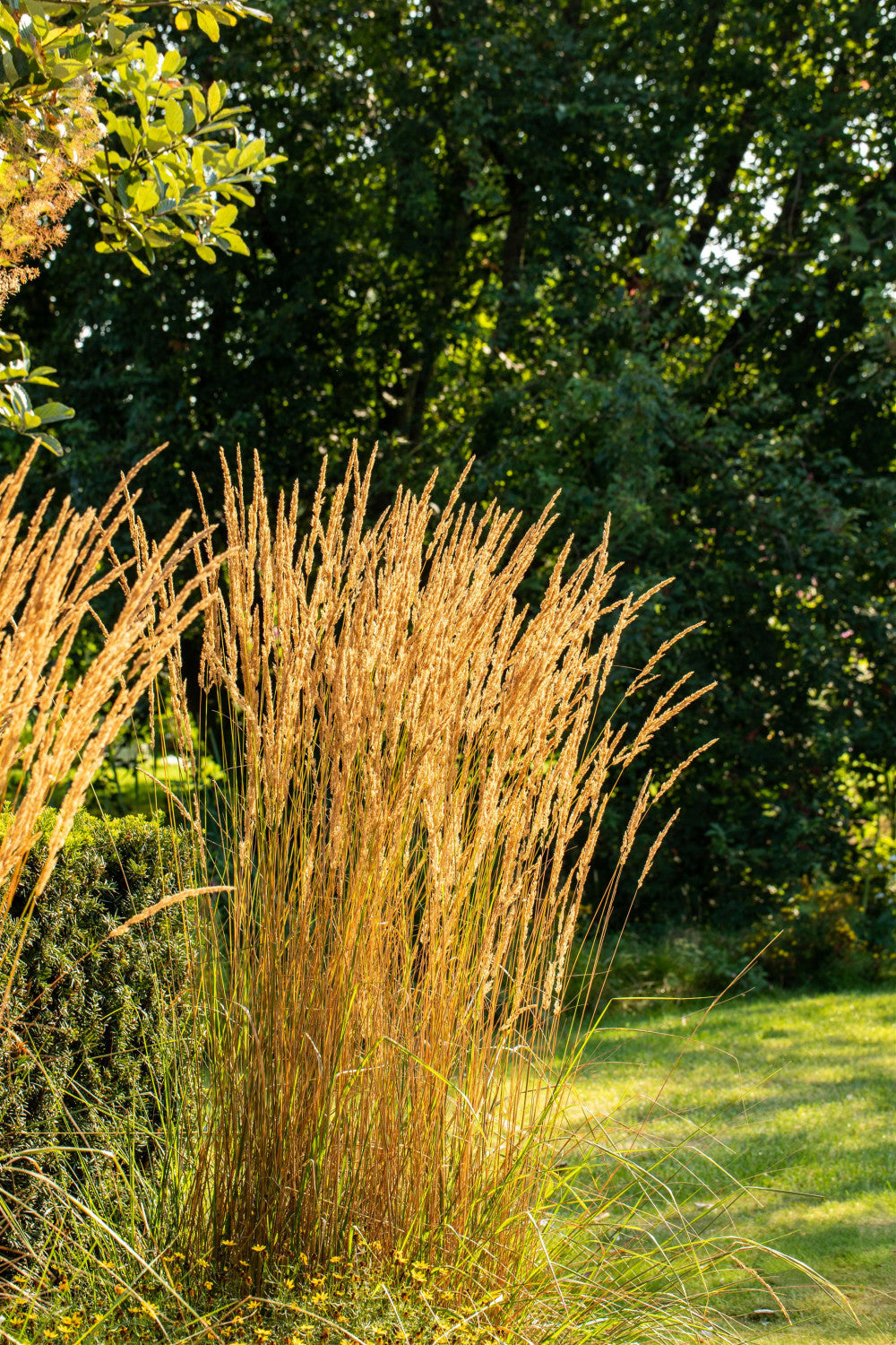 Calamagrostis x acutiflora 'Karl Foerster' ;;ab 3,50 Euro