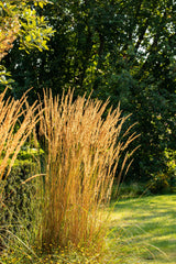 Calamagrostis x acutiflora 'Karl Foerster'; robust; verfügbar in 3 Größen und Varianten;;ab 0,00 Euro