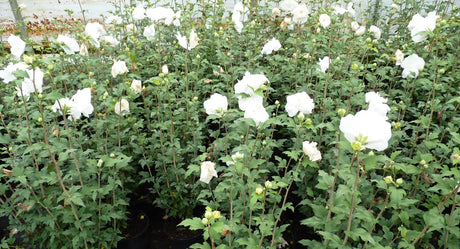Hibiscus syriacus 'White Chiffon' als Pflanze im Beet; Einsatz: Bienenweide, dekorativ;;mit zeitnaher Lieferung