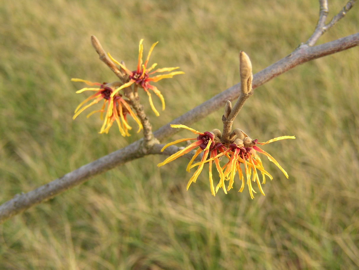 Hamamelis mollis mit Blüte, erhältlich von 40-60 bis 125-150 cm; Einsatz: ;;ab 47,20 Euro