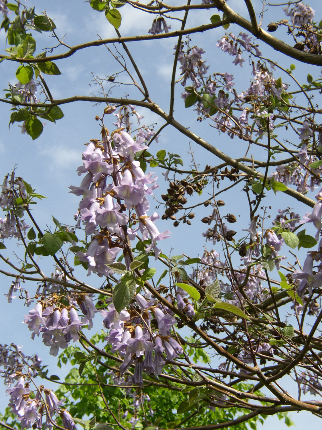 Tupelo mit Blüte; Einsatz: Windschutzhoher Holzgewinn;;Pflanzen vom Profi