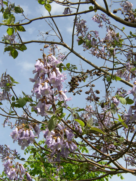 Tupelo; hier mit Blüte; bienenfreundlich; Einsatzmöglichkeit z.B. : Biomasse;;Pflanzen vom Profi