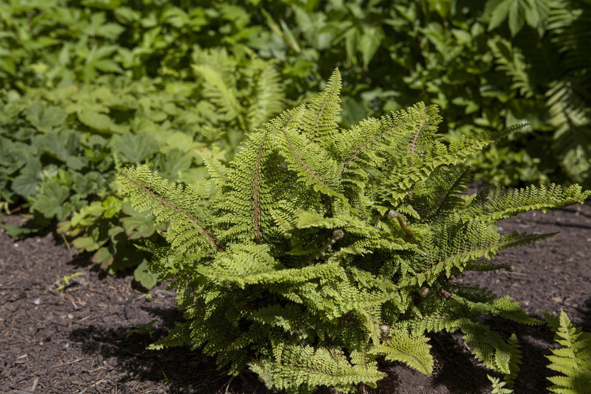 Polystichum setiferum 'Plumosum Densum' ;;ab 5,90 Euro