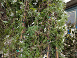 Clematis montana 'Rubens'; vorbereitet für Versand; blühfreudig; Einsatzmöglichkeit z.B. : Rosenbegleitung;;Pflanzen vom Profi