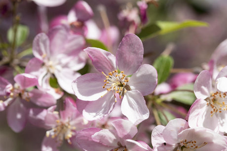 Malus 'Hillieri' mit Blüte, erhältlich von 60-100 bis 450-650 cm; Einsatz: ;;ab 16,60 Euro