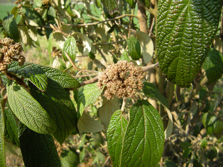 Immergrüner Zungen-Schneeball; hier mit Belaubung; winterhart; Einsatzmöglichkeit z.B. : Sichtschutz;;günstig mit Qualität