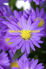 Genaues Foto für Aster dumosus 'Lady in Blue' folgt; dieses ähnliche Bild dient der Illustration von Garten-Kissen-Aster