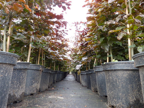 Rotbuche; als Pflanze im Beet; bietet Vögeln Nistplatz; Einsatzmöglichkeit z.B. : Sichtschutz; erhältlich mit Stammumfang von ab 5 bis 5- cm;;günstig mit Qualität