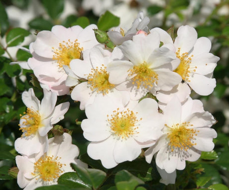 Rosa 'Medeo' BDR mit Blüte; Einsatz: ;;ab 9,50 Euro