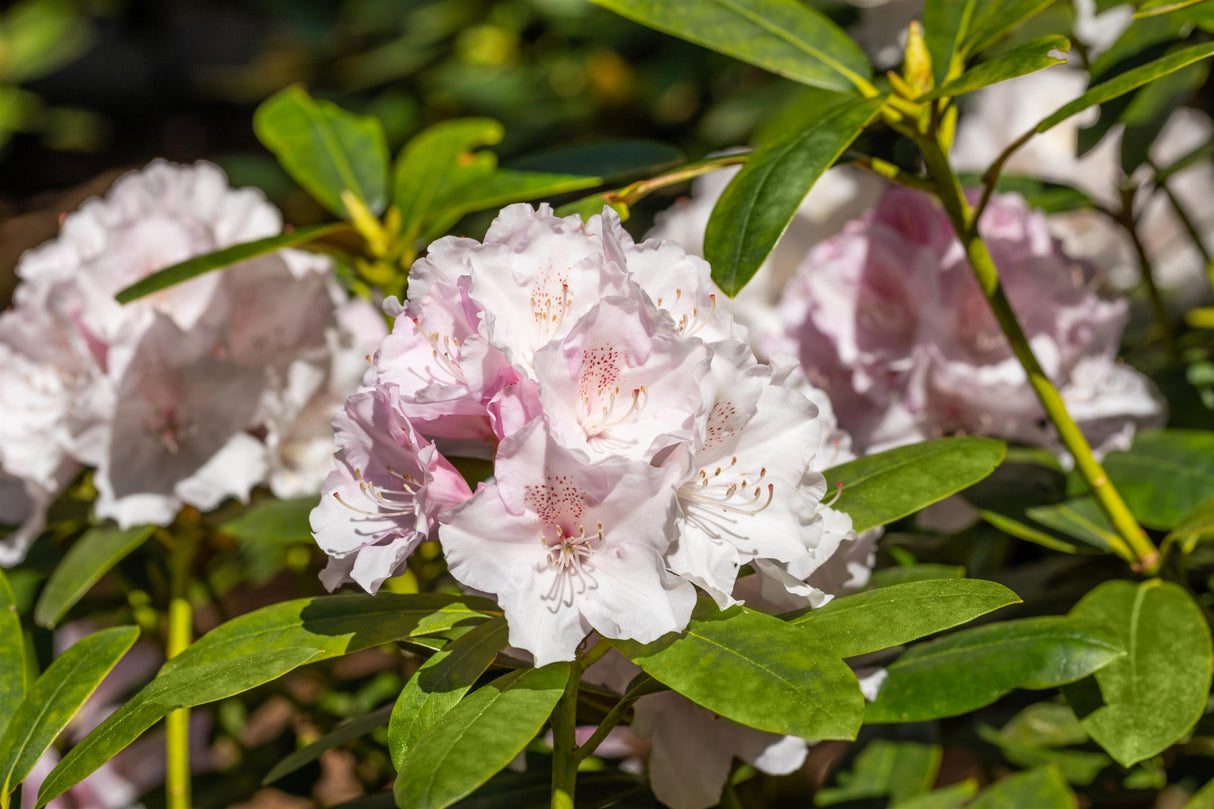 Rhododendron Hybr. 'Jacksonii' mit Blüte, erhältlich von 30-40 bis 90-100 cm; Einsatz: ;;ab 38,50 Euro