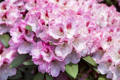 Rhododendron yak. 'Nicoletta' mit Blüte, erhältlich von 30-40 bis 60-70 cm; Einsatz: ;;ab 47,20 Euro