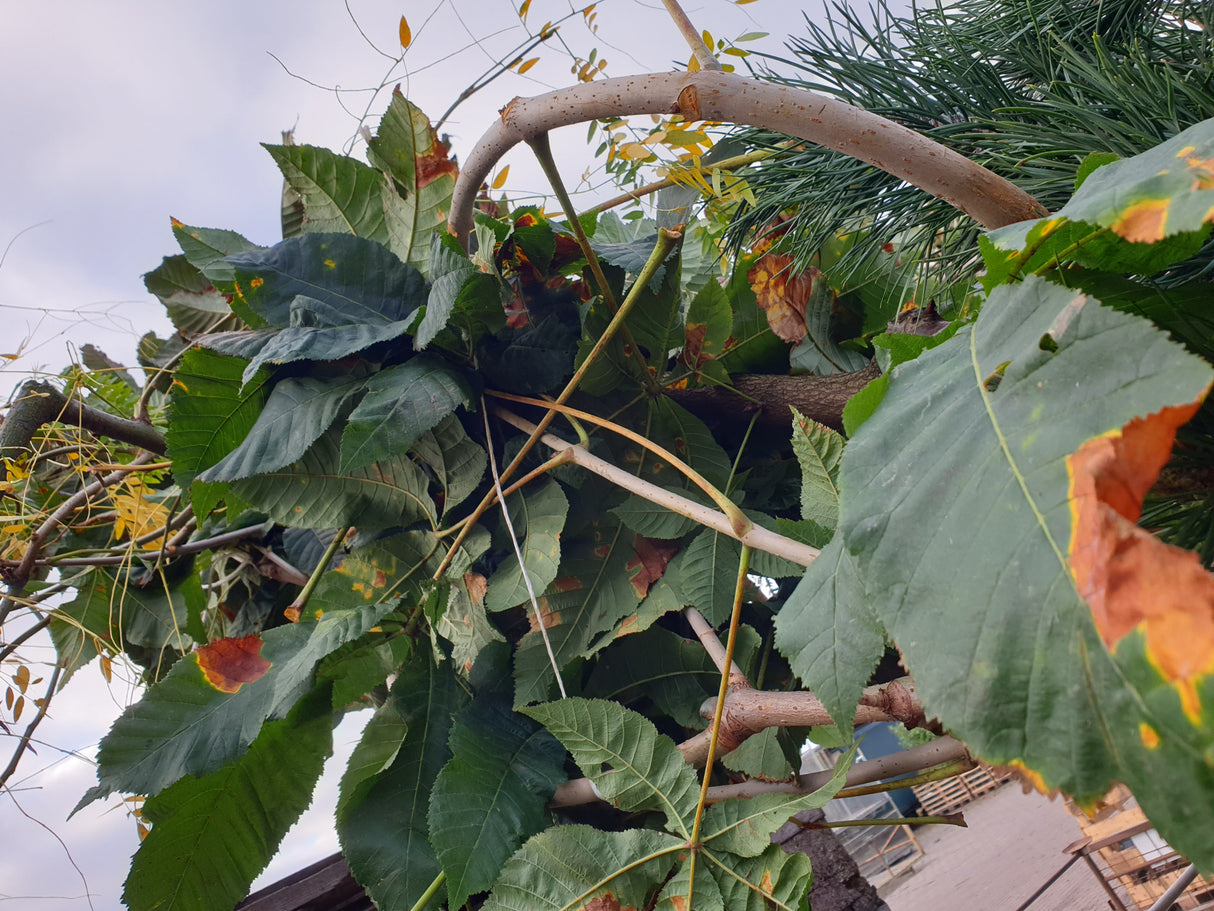 Rote Rosskastanie; vorbereitet für Versand; robustheit; Einsatzmöglichkeit z.B. : Parkbaum; erhältlich mit Stammumfang von 12-14 bis 20-25 cm;;günstig mit Qualität