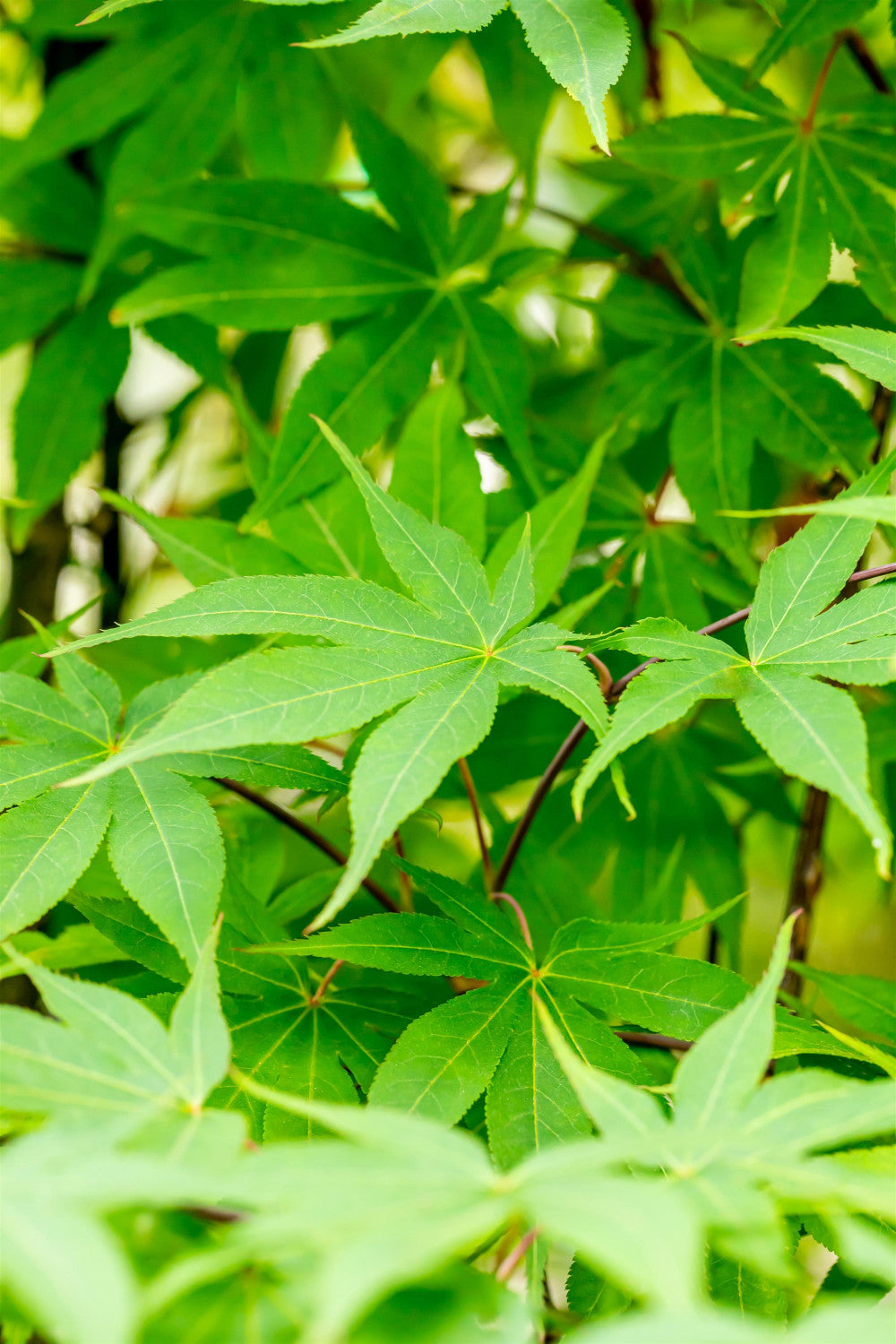 Acer palmatum 'Osakazuki' , erhältlich von 40-60 bis 175-200 cm;;ab 63,00 Euro