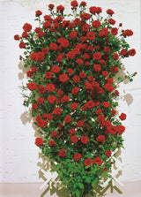 Rosa 'Santana' KL; hier mit Blüte; winterhart; Einsatzmöglichkeit z.B. : Rankgerüst; verfügbar in 3 Größen und Varianten;;ab 15,00 Euro