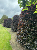 Fagus sylvatica purpurea zusammen, erhältlich von 80-100 bis 450-650 cm; Einsatz: ;;ab 6,30 Euro