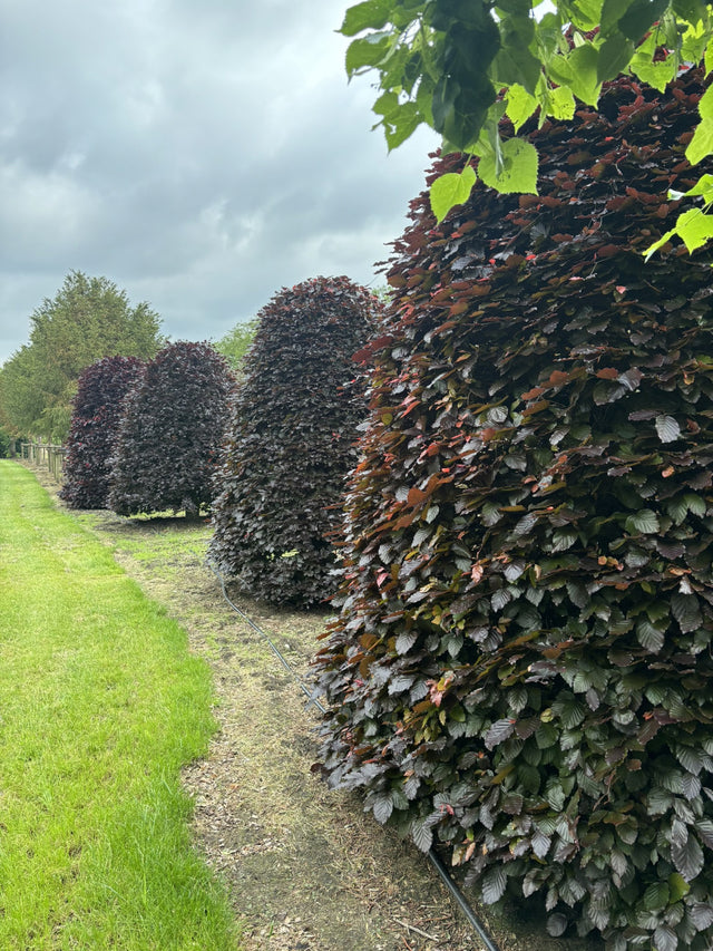 Fagus sylvatica purpurea zusammen, erhältlich von 80-100 bis 450-650 cm; Einsatz: ;;ab 6,30 Euro