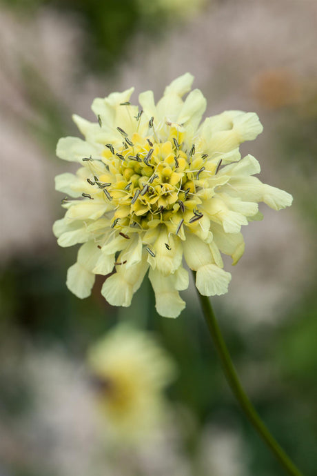 Scabiosa ochroleuca mit Blüte; Einsatz: ;;ab 4,25 Euro