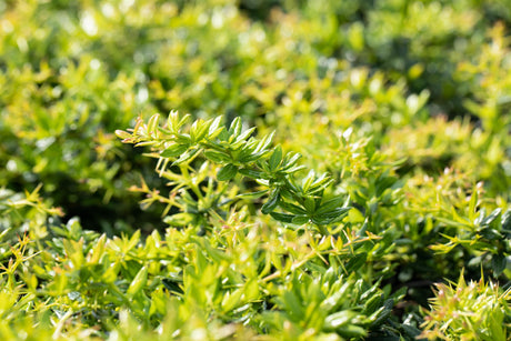 Berberis frikartii 'Amstelveen' , erhältlich von 20-25 bis 50-60 cm;;ab 15,60 Euro