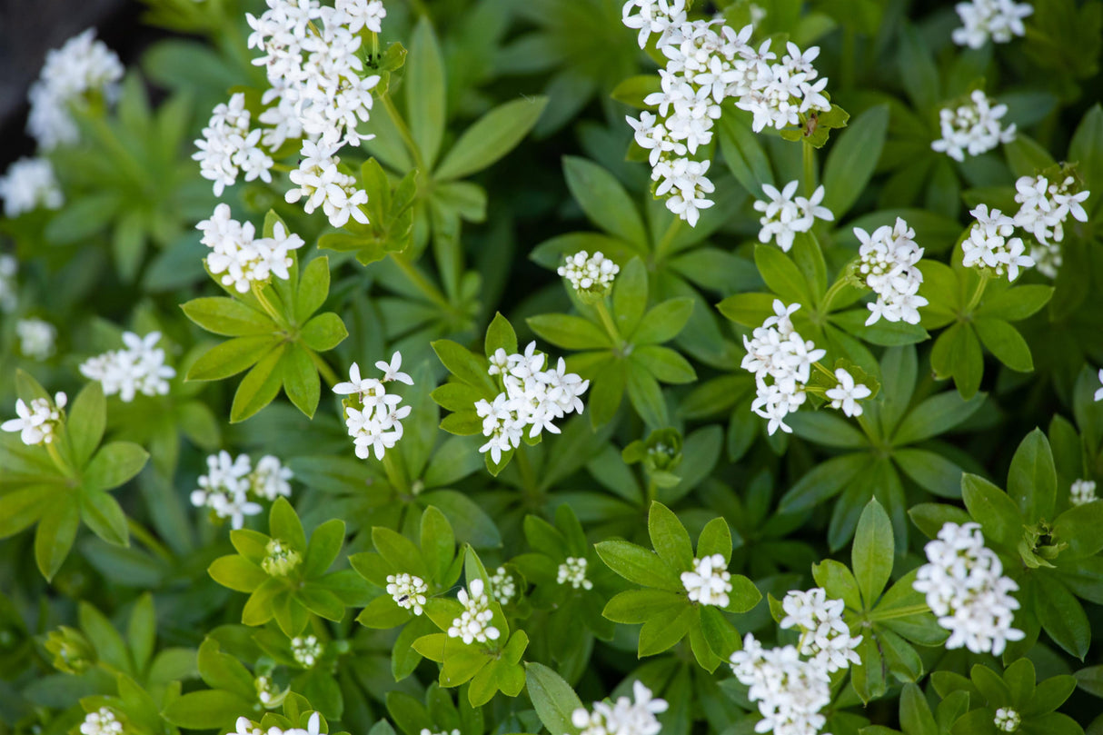 Galium odoratum ;;ab 3,85 Euro