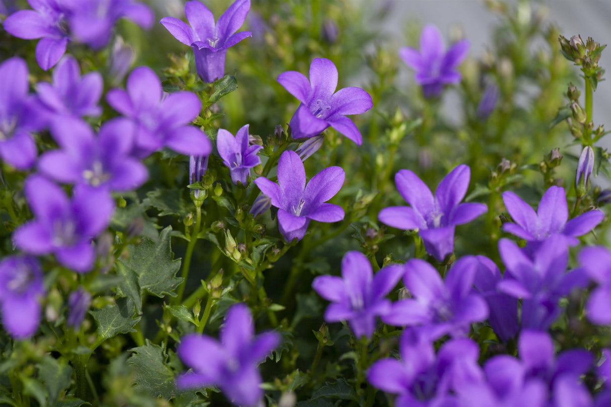Dalmatiner Glockenblume als Pflanze im Beet; Einsatz: Rabattenpflegeleicht;;günstig mit Qualität