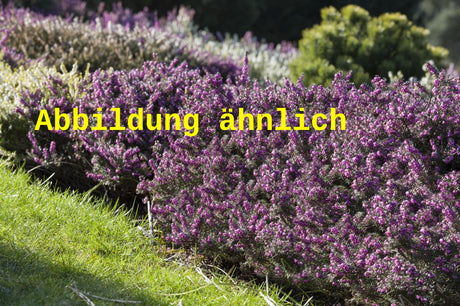 Genaues Foto für Erica x darleyensis 'George Rendall' folgt; dieses ähnliche Bild dienst der Illustration von Winterblühende Heide 'George Rendall'