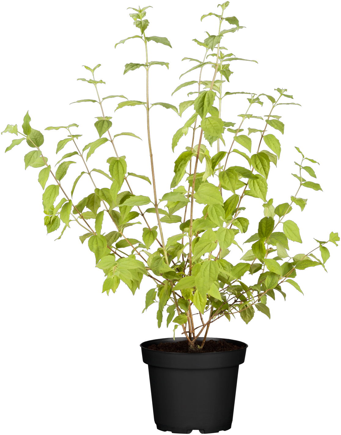 Philadelphus 'Minnesota Snowflake' , erhältlich von 40-60 bis 60-100 cm;;ab 15,20 Euro