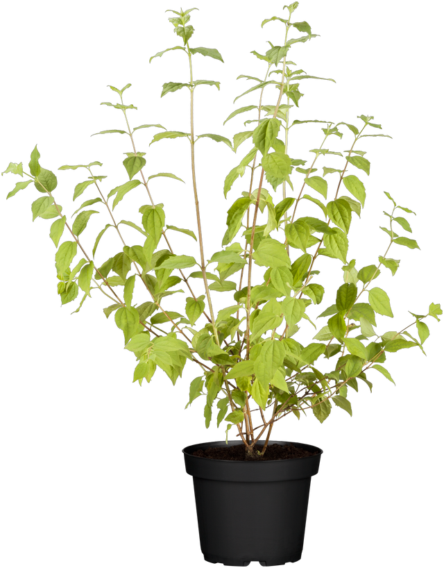 Philadelphus 'Minnesota Snowflake' , erhältlich von 40-60 bis 60-100 cm;;ab 15,20 Euro